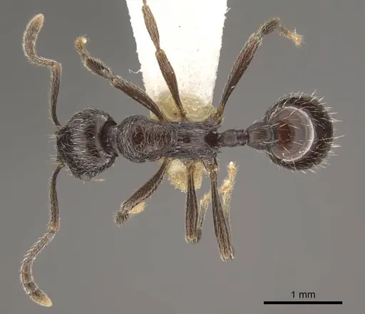 Myrmica ordinaria specimen CASENT0917709 image casent0917709_2