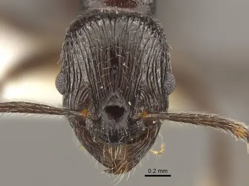 Myrmica ordinaria specimen CASENT0917709 image casent0917709_3