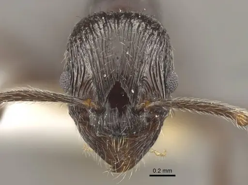 Myrmica ordinaria specimen CASENT0917709 image casent0917709_4