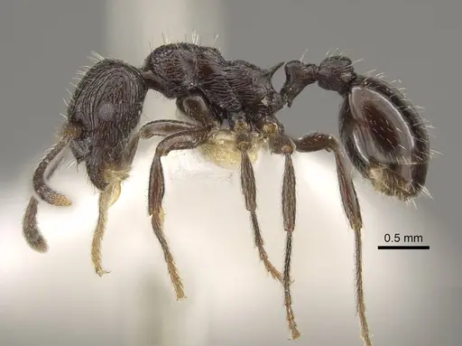 Myrmica ordinaria specimen CASENT0917709 image casent0917709_5