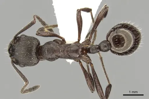 Myrmica pachei specimen CASENT0280838 image casent0280838_1