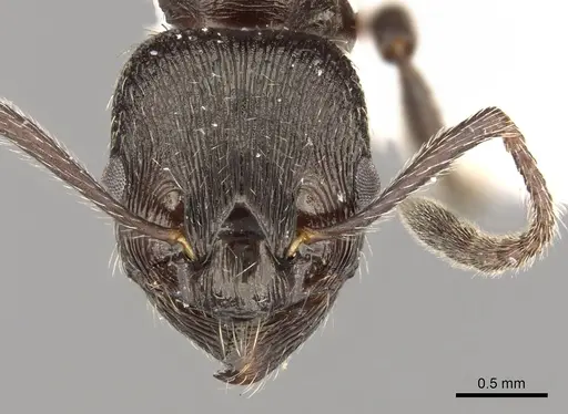 Myrmica pachei specimen CASENT0280838 image casent0280838_2