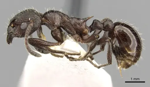 Myrmica pachei specimen CASENT0280838 image casent0280838_3