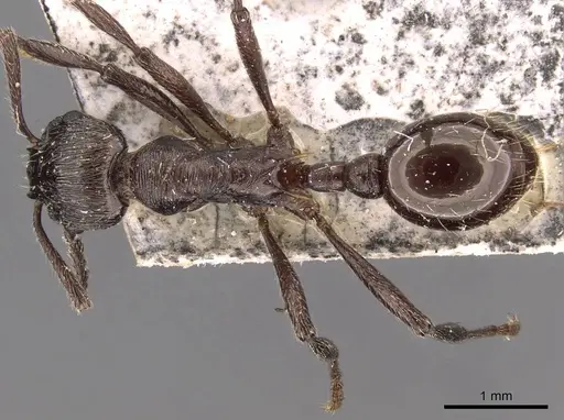 Myrmica pachei specimen CASENT0907642 image casent0907642_1