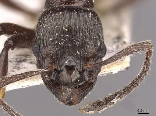 Myrmica pachei specimen CASENT0907642 image casent0907642_2