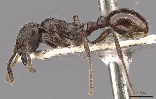 Myrmica pachei specimen CASENT0907642 image casent0907642_3