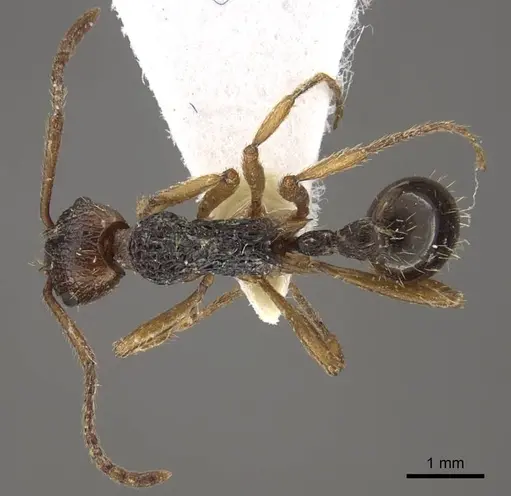 Myrmica pararitae specimen CASENT0917726 image casent0917726_1