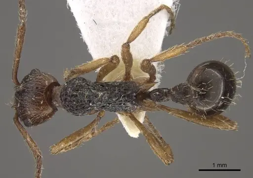 Myrmica pararitae specimen CASENT0917726 image casent0917726_2