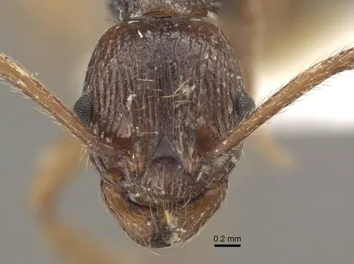 Myrmica pararitae specimen CASENT0917726 image casent0917726_3