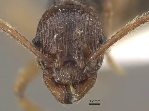 Myrmica pararitae specimen CASENT0917726 image casent0917726_4