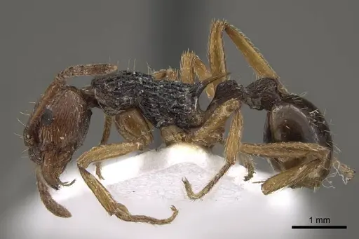 Myrmica pararitae specimen CASENT0917726 image casent0917726_5