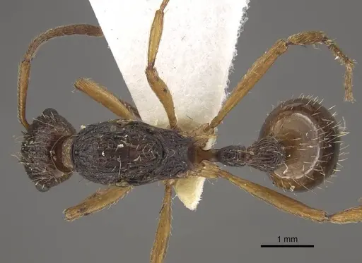Myrmica pararitae specimen CASENT0917727 image casent0917727_1