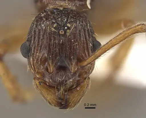 Myrmica pararitae specimen CASENT0917727 image casent0917727_2