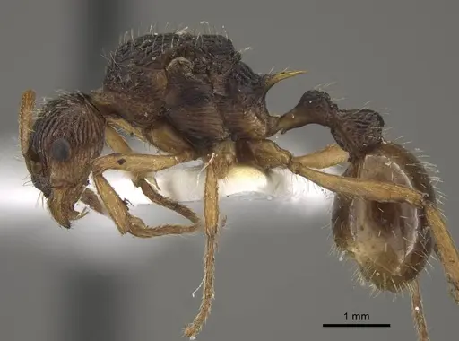 Myrmica pararitae specimen CASENT0917727 image casent0917727_4