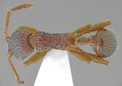 Myrmica pelops specimen ANTWEB1008958 image antweb1008958_1