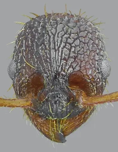Myrmica pelops specimen ANTWEB1008958 image antweb1008958_2