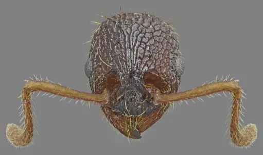 Myrmica pelops specimen ANTWEB1008958 image antweb1008958_3