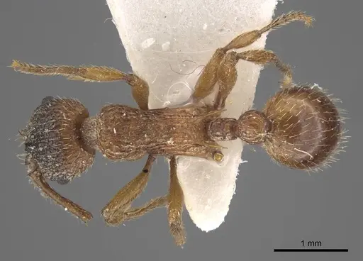Myrmica pelops specimen CASENT0917507 image casent0917507_1