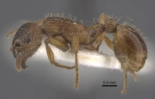 Myrmica pelops specimen CASENT0917507 image casent0917507_4