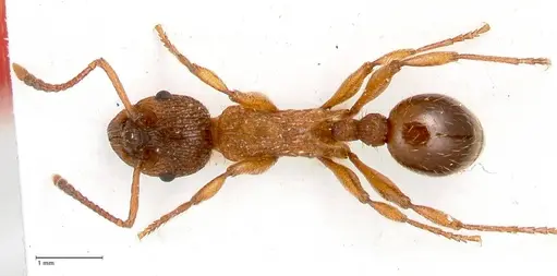 Myrmica pelops specimen FOCOL0725 image focol0725_1
