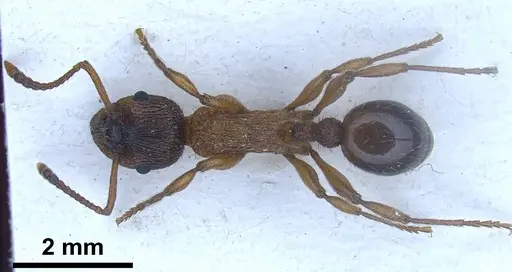 Myrmica pelops specimen FOCOL0725 image focol0725_2