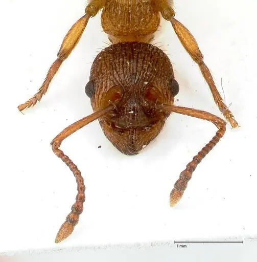 Myrmica pelops specimen FOCOL0725 image focol0725_3