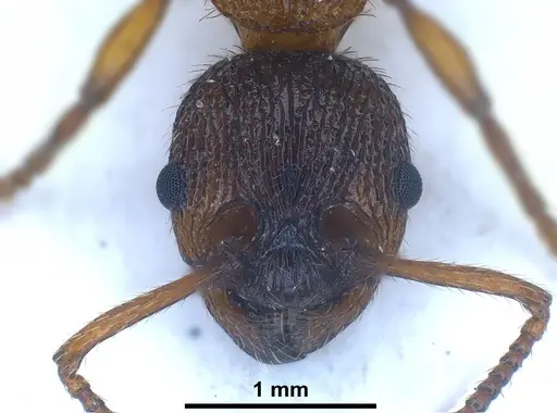 Myrmica pelops specimen FOCOL0725 image focol0725_4