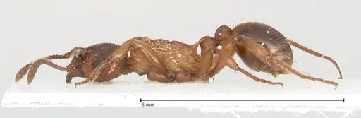 Myrmica pelops specimen FOCOL0725 image focol0725_5