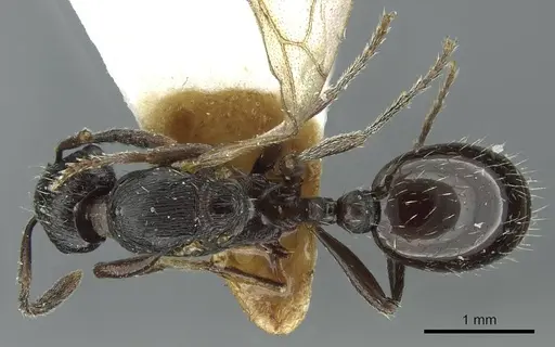 Myrmica petita specimen CASENT0913074 image casent0913074_1