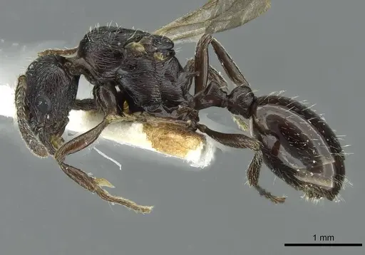Myrmica petita specimen CASENT0913074 image casent0913074_3