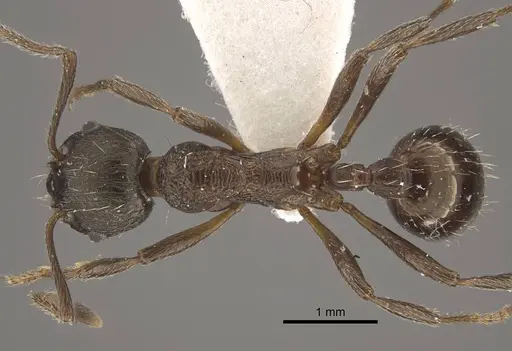 Myrmica phalacra specimen CASENT0917718 image casent0917718_1
