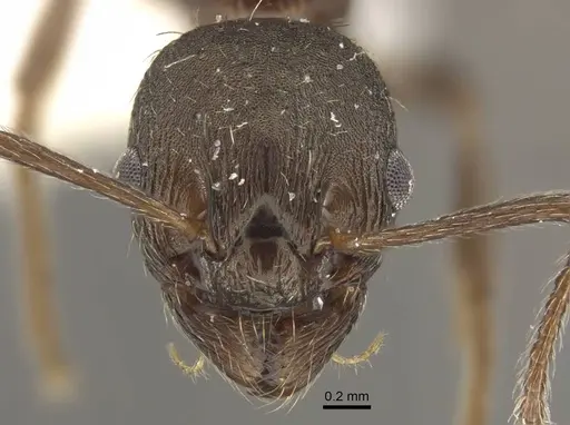 Myrmica phalacra specimen CASENT0917718 image casent0917718_2