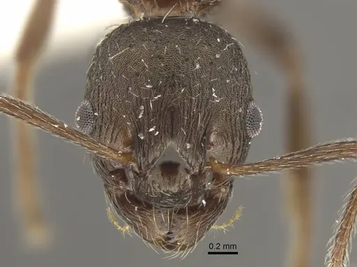 Myrmica phalacra specimen CASENT0917718 image casent0917718_3