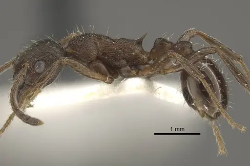 Myrmica phalacra specimen CASENT0917718 image casent0917718_4