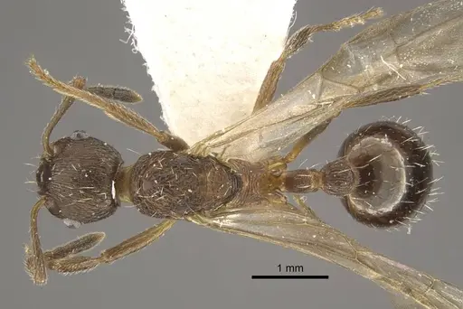 Myrmica phalacra specimen CASENT0917719 image casent0917719_1