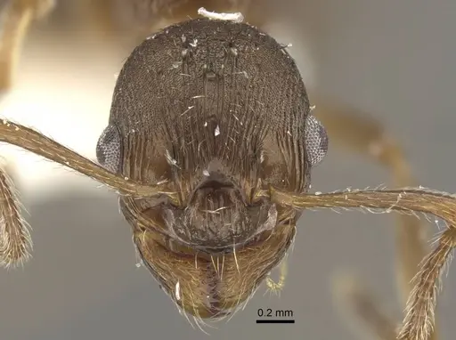 Myrmica phalacra specimen CASENT0917719 image casent0917719_2