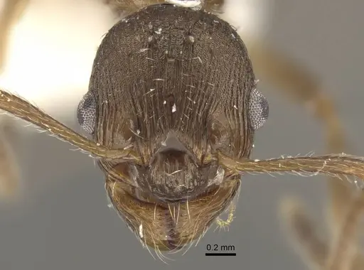 Myrmica phalacra specimen CASENT0917719 image casent0917719_3