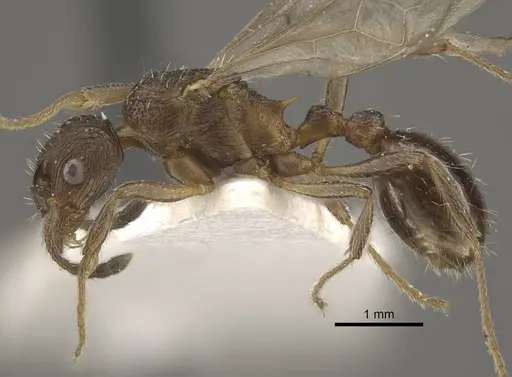Myrmica phalacra specimen CASENT0917719 image casent0917719_4