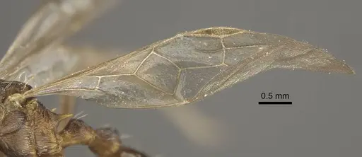 Myrmica phalacra specimen CASENT0917719 image casent0917719_5