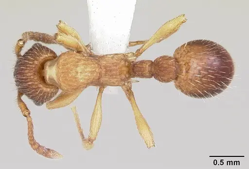 Myrmica pinetorum specimen CASENT0104883 image casent0104883_1