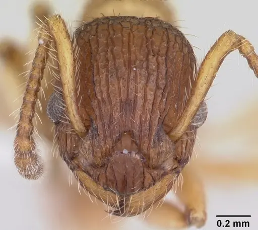 Myrmica pinetorum specimen CASENT0104883 image casent0104883_2