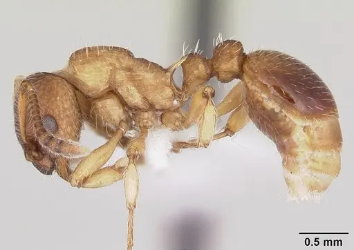 Myrmica pinetorum specimen CASENT0104883 image casent0104883_3