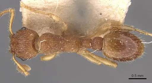 Myrmica pinetorum specimen CASENT0907643 image casent0907643_1