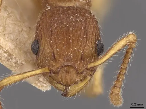 Myrmica pinetorum specimen CASENT0907643 image casent0907643_2