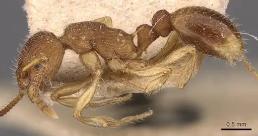 Myrmica pinetorum specimen CASENT0907643 image casent0907643_3