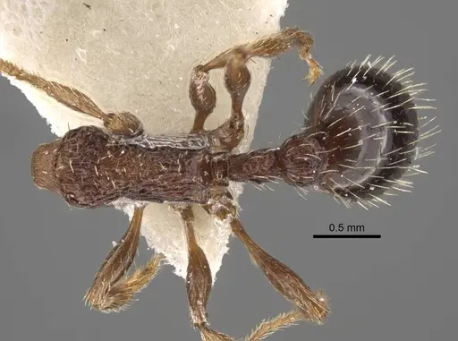 Myrmica pisarskii specimen CASENT0917520 image casent0917520_1