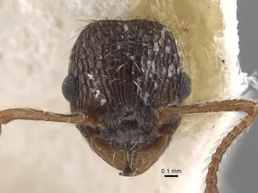 Myrmica pisarskii specimen CASENT0917520 image casent0917520_2