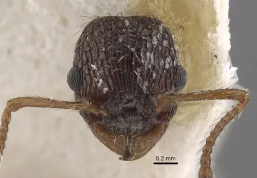 Myrmica pisarskii specimen CASENT0917520 image casent0917520_3