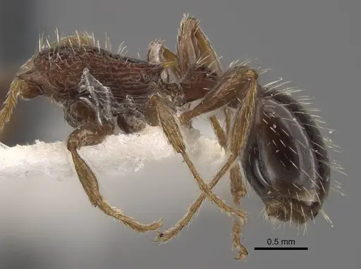 Myrmica pisarskii specimen CASENT0917520 image casent0917520_4