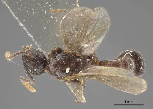Myrmica pisarskii specimen CASENT0917521 image casent0917521_1